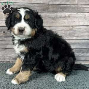 King, Bernedoodle Puppy